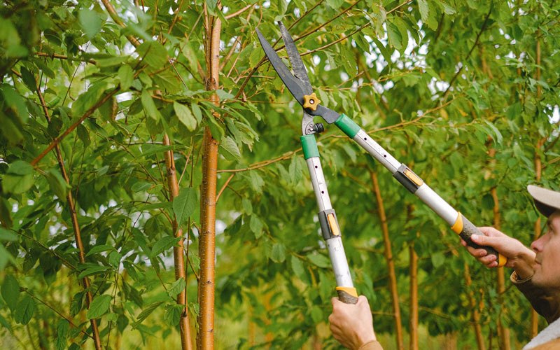 Tree trimming in Spanishburg, WV