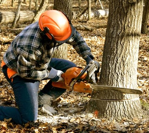 Tree Removal in Spanishburg, WV